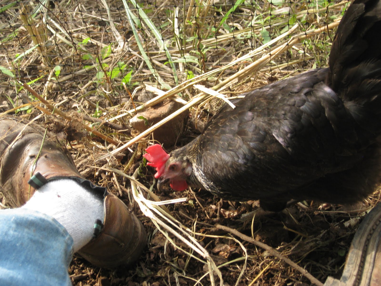 Chickens, mangoes and time